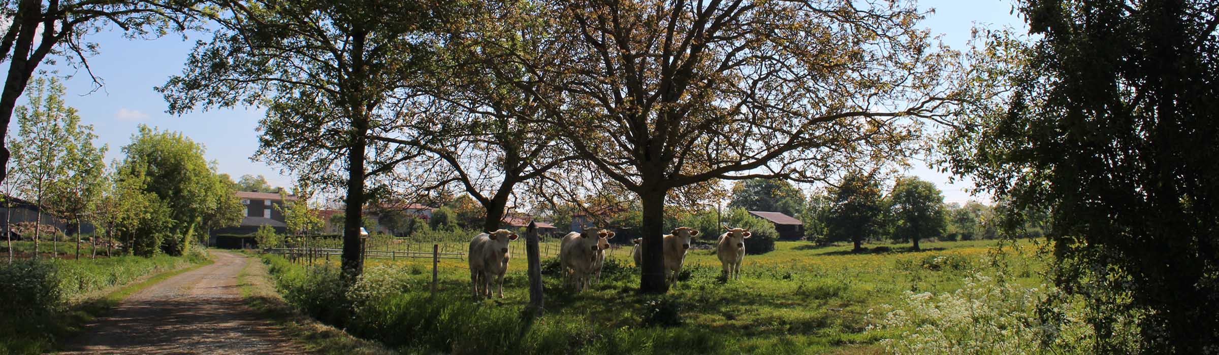 Vaches dans un pré